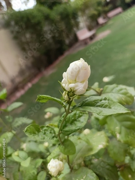Fototapeta Closeup of a delicate white jasmine flower bud blooming in a lush garden
