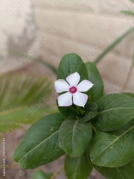 Fototapeta Closeup of a delicate white flower with a vibrant pink center amidst green leaves