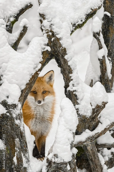 Obraz Lis rudy zimą