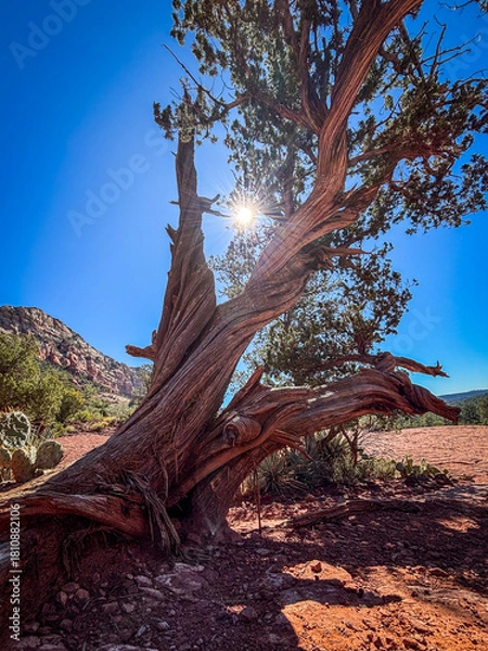 Obraz tree in the desert