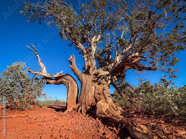 Obraz tree in the desert