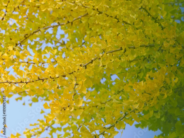 Obraz 美しいイチョウの黄葉