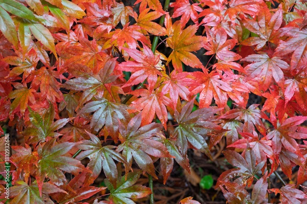 Obraz - 錦秋の葉重なり
