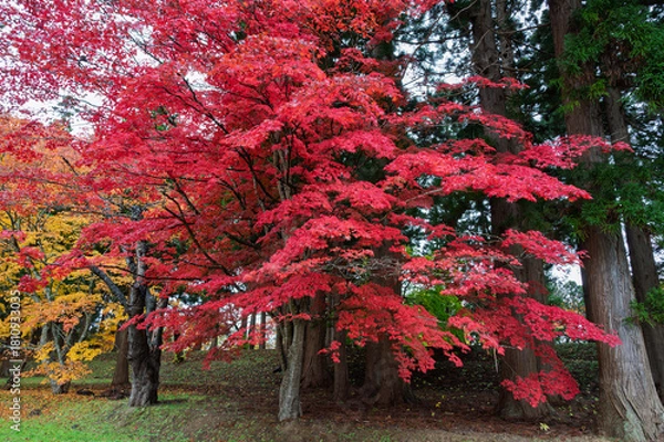 Obraz 深紅の秋、森に燃ゆ