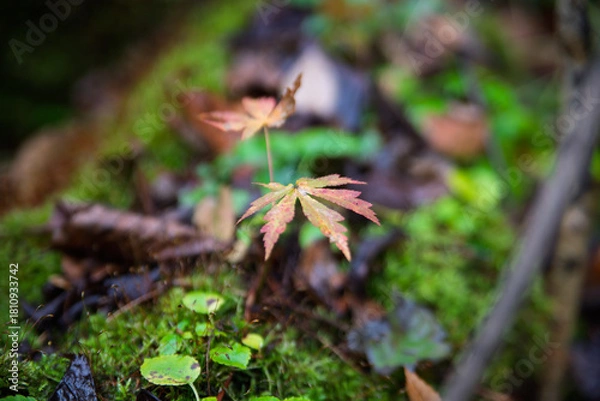 Obraz 小さな紅葉、森の息吹
