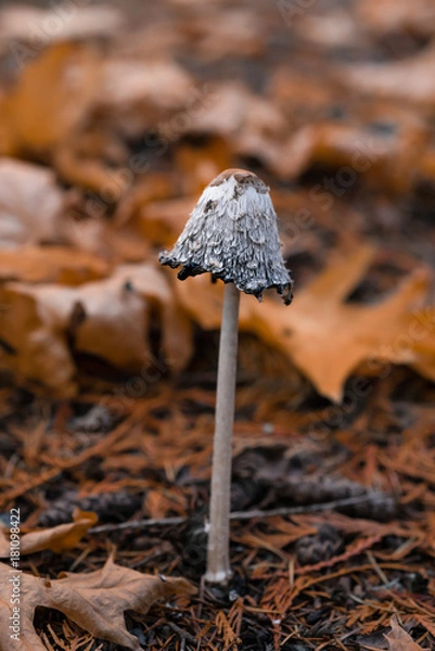 Obraz Single Tall Mushroom