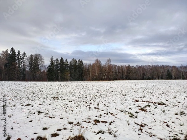Fototapeta snow covered trees