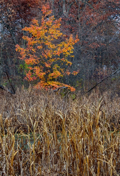 Obraz 741-51 Bradford Pear & Cattails