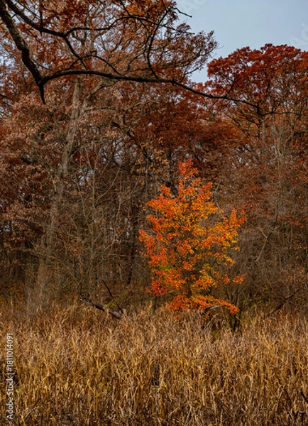 Obraz 741-58 Bradford Pear & Cattails
