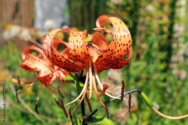 Fototapeta Beautiful orange lily flower, on a background of grass close-up