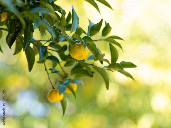 Obraz 晩秋のタチバナの果実