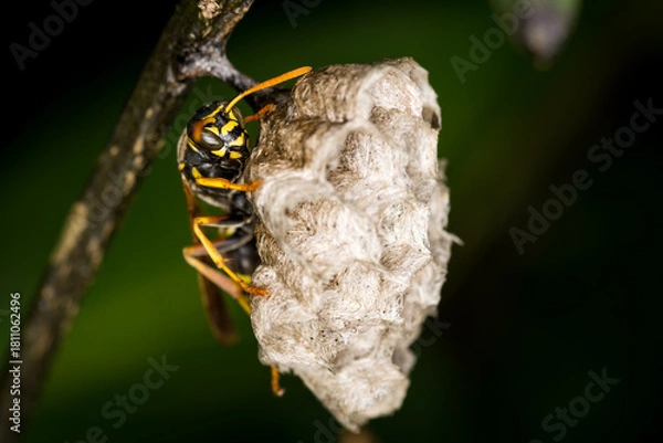 Fototapeta Close up of a paper wasp queen guarding her nest