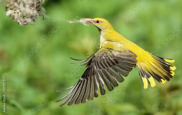 Obraz Loriot en vol.