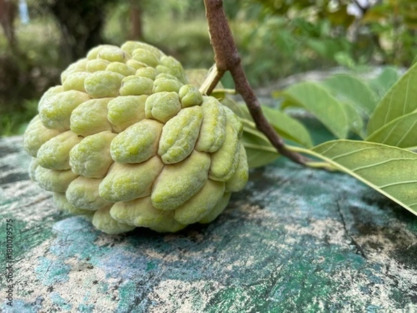 Fototapeta Light green sugar-apple (custard apple) freshly picked with its stem and leaves, isolated on a clean background, highlighting natural texture and tropical freshness