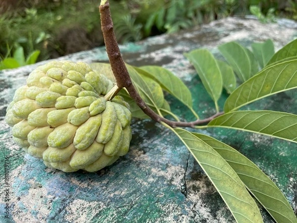 Fototapeta Light green sugar-apple (custard apple) freshly picked with its stem and leaves, isolated on a clean background, highlighting natural texture and tropical freshness