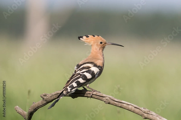 Fototapeta Hoopoe