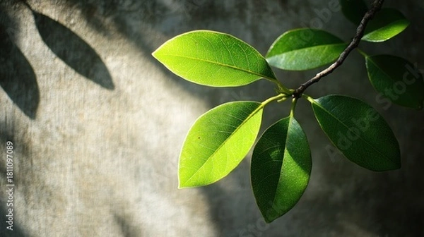 Obraz Vibrant Green Leaves Backlit by Sunlight, Casting Shadows on Textured Wall
