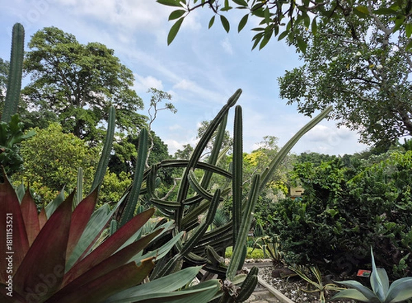 Fototapeta Tall, sculptural cacti stand guard in the foreground, their green forms contrasting with the dense, leafy trees and cloudy sky behind them
