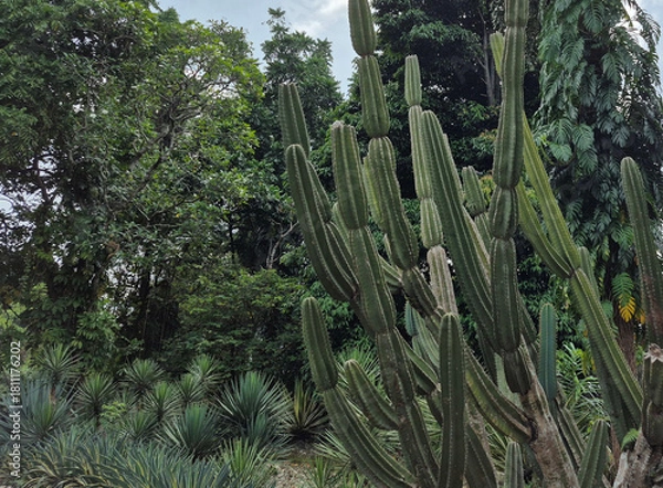 Fototapeta Tall, sculptural cacti stand guard in the foreground, their green forms contrasting with the dense, leafy trees and cloudy sky behind them