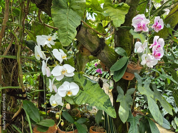 Fototapeta Delicate orchids bloom gracefully among lush green leaves and gnarled branches in a sunlit garden.