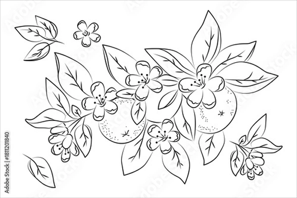 Obraz floral, orange, pattern, vector, illustration, seamless, leaves, blossoms, design, creative, textile, wallpaper, botanical, nature, decorative, background, repeat, art, citrus, fruit, sketch, outline,