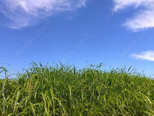 Obraz 除草されてもすぐに生えてくる秋の放水路土手のセイバンモロコシの若葉