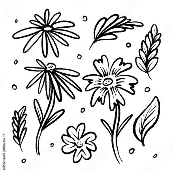 Fototapeta Floral hand drawn black paint vector set. Ink drawing flowers and leaves. Isolated floral elements, blossoms and botanical
