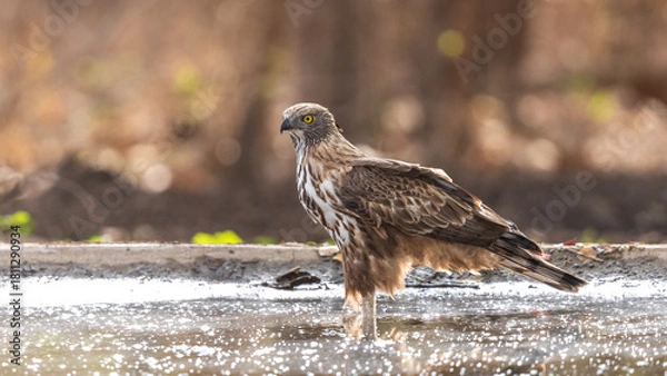 Obraz Changeable hawk Eagle 