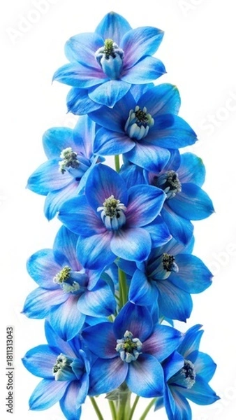 Obraz Azure Delphinium Blooms Isolated On A Clean White Background