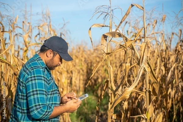 Fototapeta Young agricultural worker examines corn plants and takes notes on a tablet, reflecting agricultural innovation and digital field research.