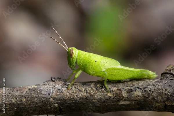 Fototapeta Image of Bright Green Grasshopper on a branch. Insect. Animal
