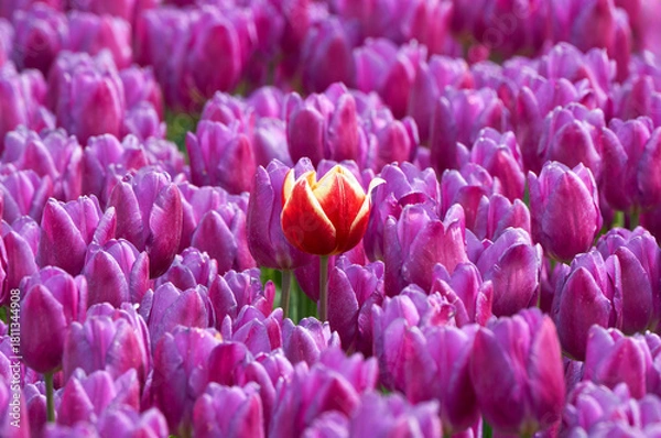 Fototapeta Field of purple tulips in blossom in Holland on a spring day