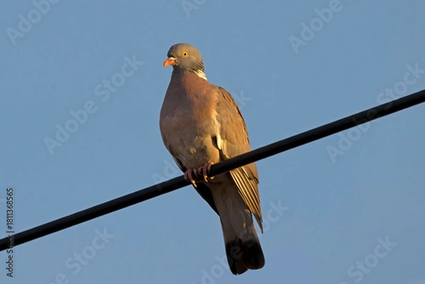Fototapeta European Wood Pigeon Perched on Power Line Against Clear Blue Sky