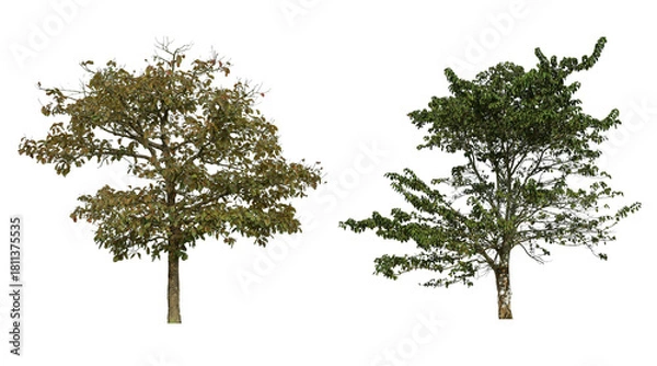 Fototapeta Isolated tropical trees with lush green and seasonal foliage on a clean white background, ideal for nature design, landscape elements, environmental projects, and eco-friendly creative compositions.