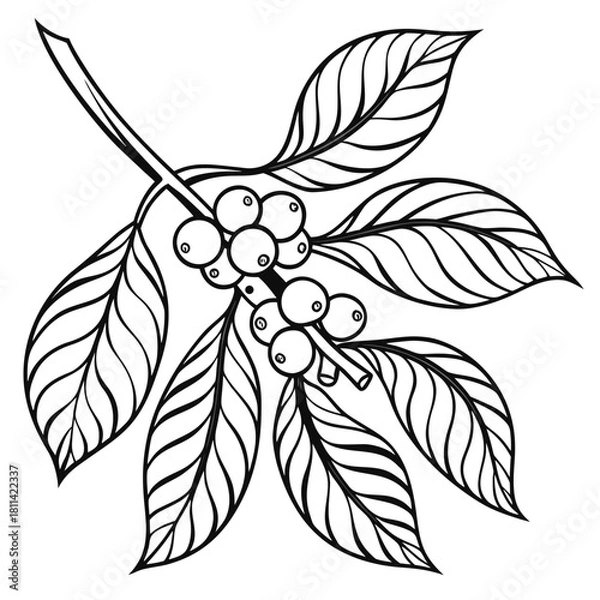 Obraz Thick Outlined Stylized Coffee Plant Cluster Design