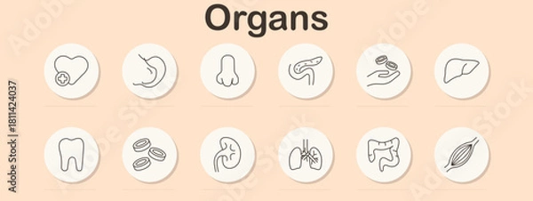 Obraz Organs set icon. Heart, stomach, nose, pancreas, hand with cells, liver, tooth, blood cells, kidney, lungs, intestine, muscle fiber drawn using anatomical linear illustration style.