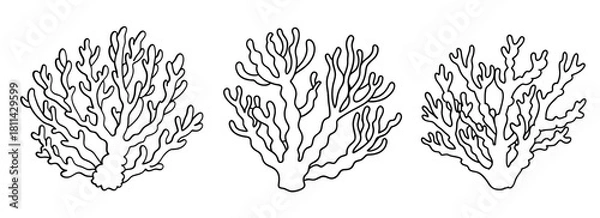 Fototapeta Three black and white hand drawn branching coral outlines on a white background. Isolated transparent background ( include cut-out PNG file ).