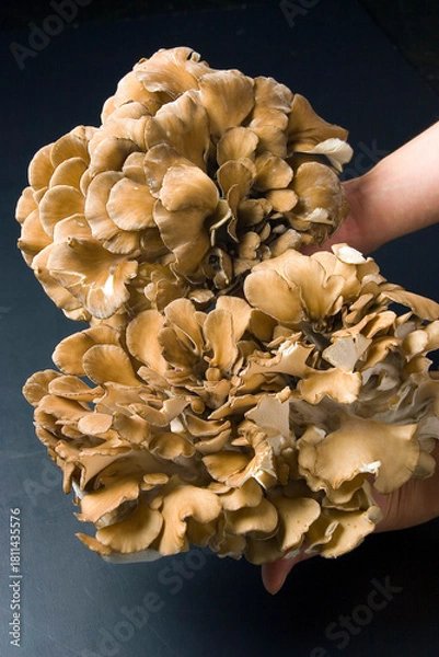 Fototapeta 大きな天然舞茸｜Large Natural Maitake Mushrooms