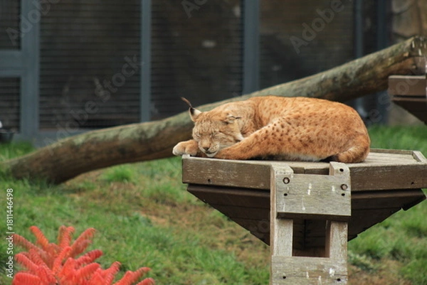 Obraz Beautiful Wild Lynx Relaxing in Nature Forest Animal Photography