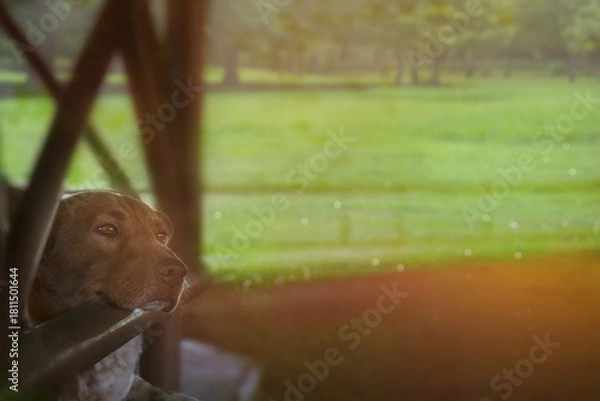 Fototapeta Old brown farm dog age over 10-year-old takes a rest under dark metal poles in horse stables with sunset light effect and copy space. Lie down animal background.