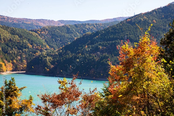 Fototapeta 井川ダム湖の紅葉