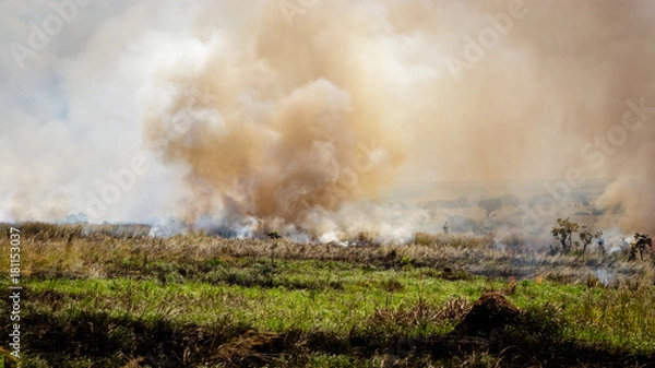 Fototapeta Slash and burn agriculture in murchison park, or fire fallow cultivation,is a farming method that involves the cutting and burning of plants in a forest or woodland to create a field called a swidden