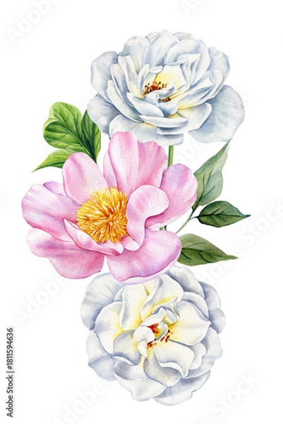 Obraz White and pink peonies in elegant watercolor botanical illustration for spring floral decor