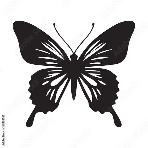 Obraz butterfly on white background