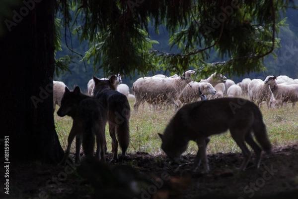 Obraz Wolf pack hunting sheep