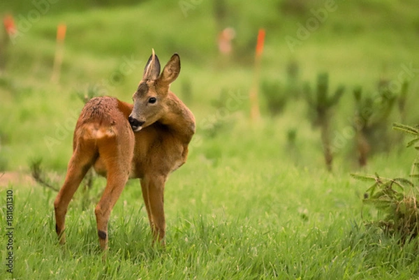Obraz Chevreuil dans la forêt