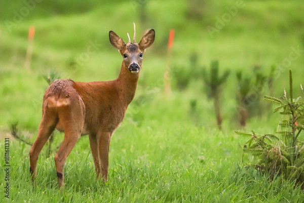 Obraz Chevreuil dans la forêt