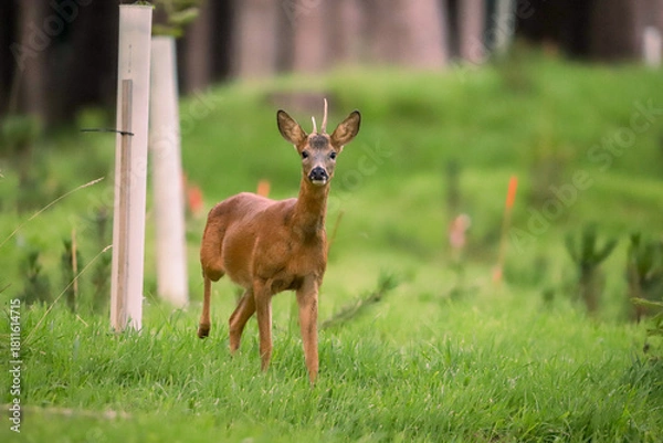 Obraz Chevreuil dans la forêt