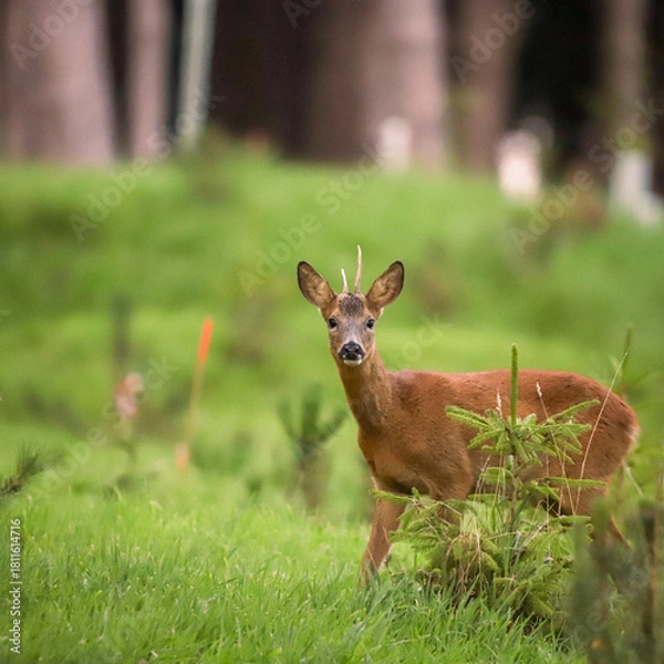 Obraz Chevreuil dans la forêt