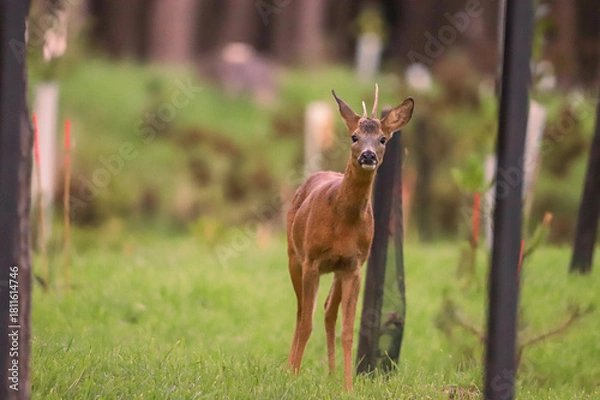 Obraz Chevreuil dans la forêt